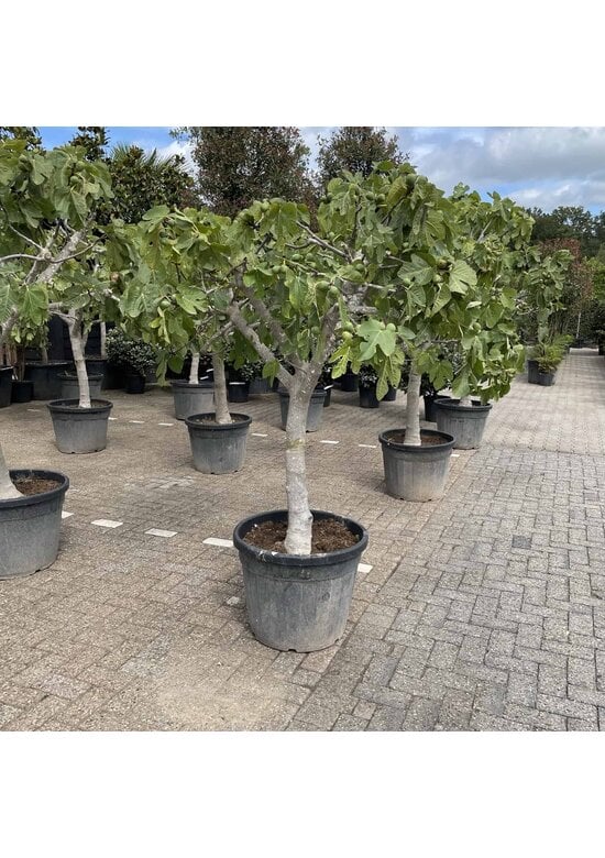 Feigenbaum 'Brown Turkey' | Ficus carica 'Brown Turkey'