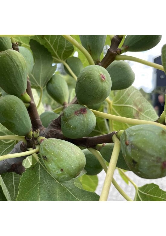 Feigenbaum 'Brown Turkey' | Ficus carica 'Brown Turkey'