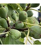 Feigenbaum 'Brown Turkey' | Ficus carica 'Brown Turkey'