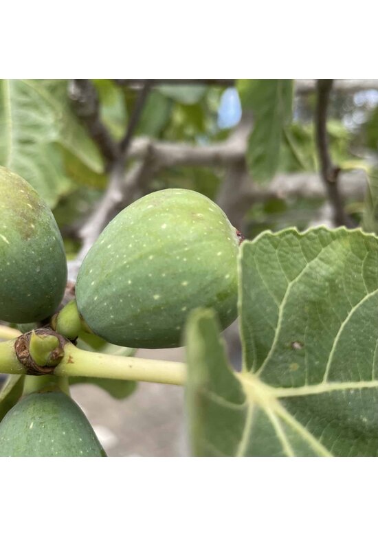 Feigenbaum 'Brown Turkey' | Ficus carica 'Brown Turkey'