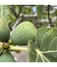 Feigenbaum 'Brown Turkey' | Ficus carica 'Brown Turkey'