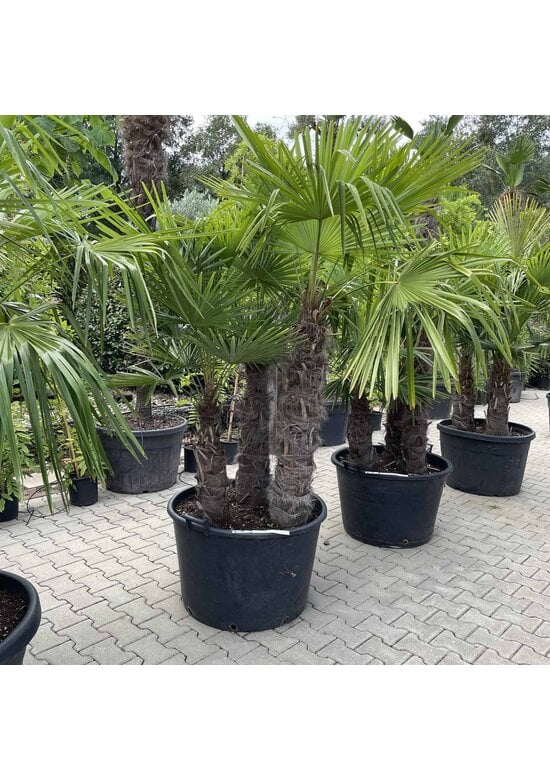 Hanfpalme Mehrstämmig | Trachycarpus fortunei