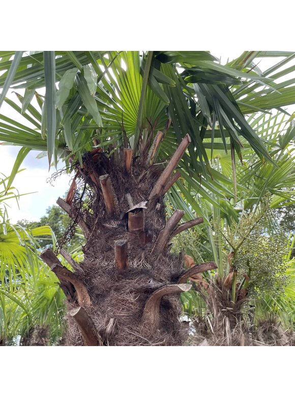 Hanfpalme 180 cm | Trachycarpus fortunei Hanfpalme 180 cm | Trachycarpus fortunei