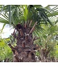 Hanfpalme 240 cm | Trachycarpus fortunei