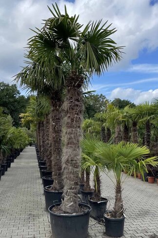 Hanfpalme 240 cm | Trachycarpus fortunei
