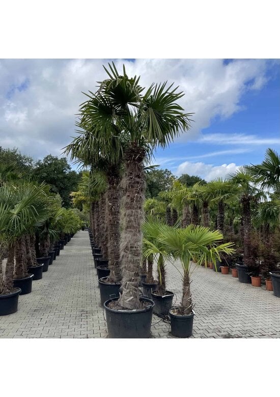 Hanfpalme 240 cm | Trachycarpus fortunei