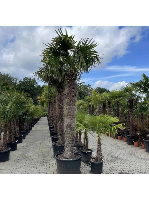 Hanfpalme 240 cm | Trachycarpus fortunei Hanfpalme 240 cm | Trachycarpus fortunei