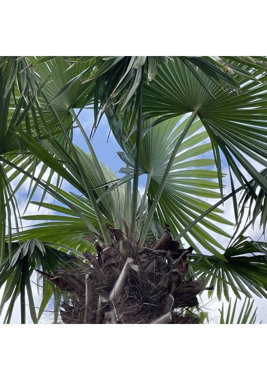 Hanfpalme 240 cm | Trachycarpus fortunei