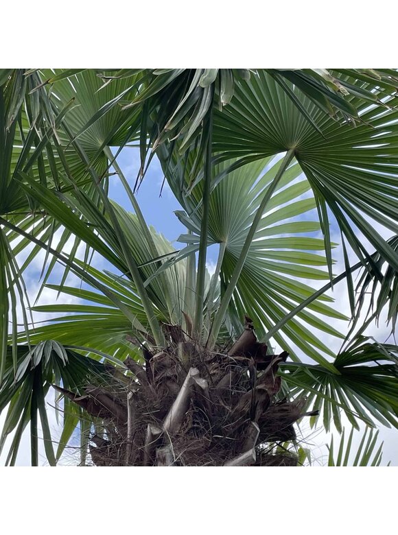 Hanfpalme 240 cm | Trachycarpus fortunei Hanfpalme 240 cm | Trachycarpus fortunei
