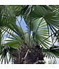 Hanfpalme 240 cm | Trachycarpus fortunei