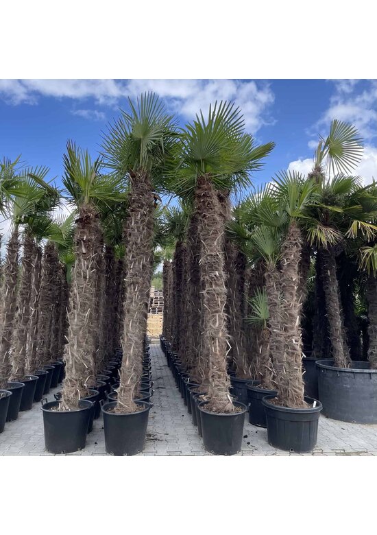 Hanfpalme 240 cm | Trachycarpus fortunei