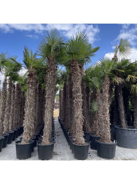 Hanfpalme 240 cm | Trachycarpus fortunei Hanfpalme 240 cm | Trachycarpus fortunei