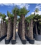 Hanfpalme 240 cm | Trachycarpus fortunei