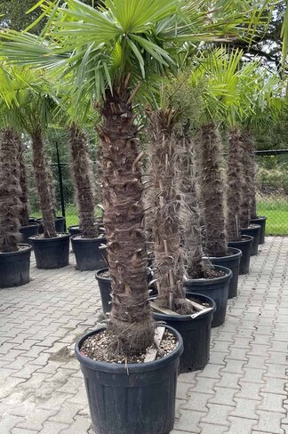 Hanfpalme 150 cm | Trachycarpus fortunei Hanfpalme 150 cm | Trachycarpus fortunei