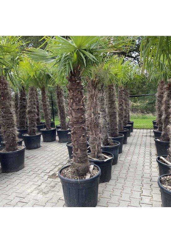 Hanfpalme 150 cm | Trachycarpus fortunei Hanfpalme 150 cm | Trachycarpus fortunei