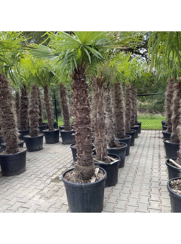 Hanfpalme 150 cm | Trachycarpus fortunei Hanfpalme 150 cm | Trachycarpus fortunei