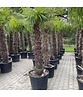 Hanfpalme 150 cm | Trachycarpus fortunei Hanfpalme 150 cm | Trachycarpus fortunei