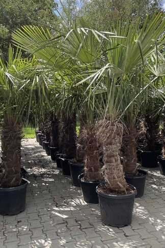 Hanfpalme 100 cm | Trachycarpus fortunei Hanfpalme 100 cm | Trachycarpus fortunei