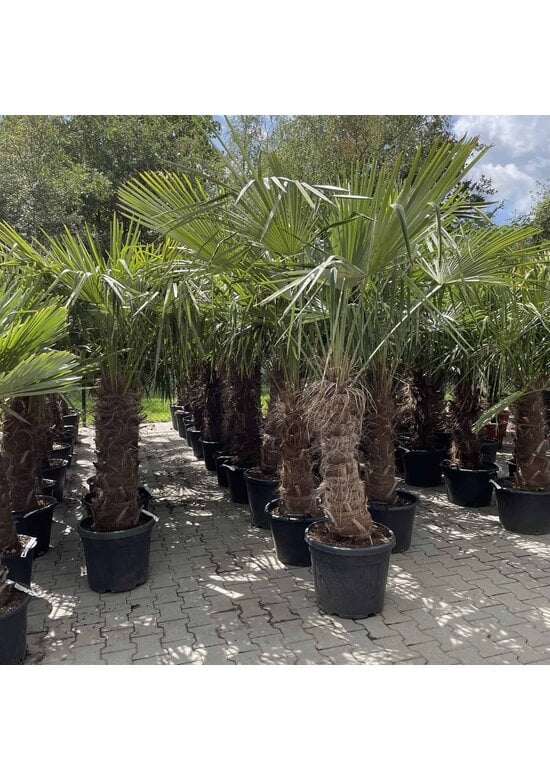 Chinesische Hanfpalme | Trachycarpus fortunei