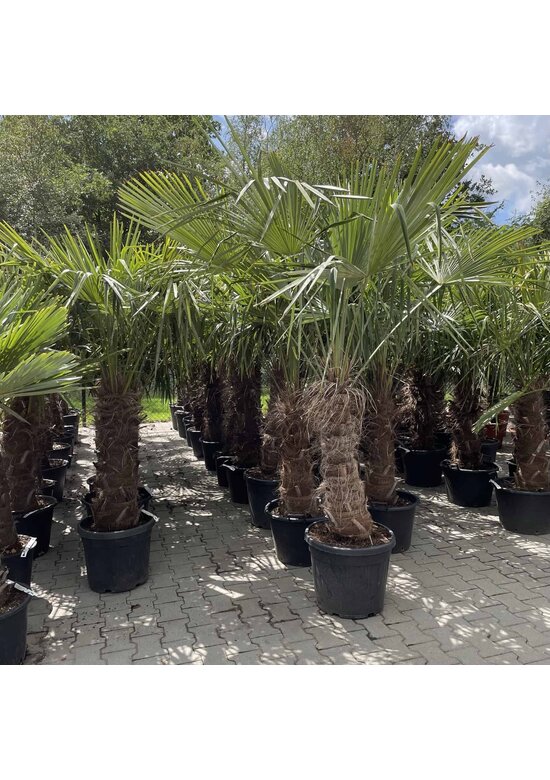 Hanfpalme 100 cm | Trachycarpus fortunei