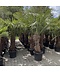 Venovi GmbH Hanfpalme 100 cm | Trachycarpus fortunei