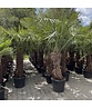 Hanfpalme 100 cm | Trachycarpus fortunei
