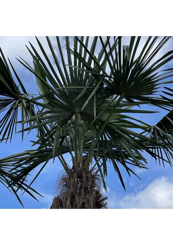 Hanfpalme 100 cm | Trachycarpus fortunei