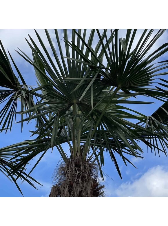 Hanfpalme 100 cm | Trachycarpus fortunei Hanfpalme 100 cm | Trachycarpus fortunei