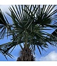 Chinesische Hanfpalme | Trachycarpus fortunei