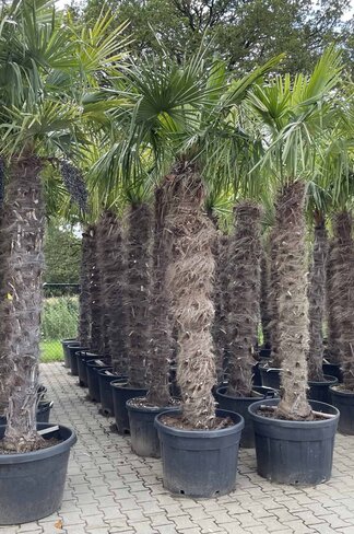 Hanfpalme 180 cm | Trachycarpus fortunei Hanfpalme 180 cm | Trachycarpus fortunei