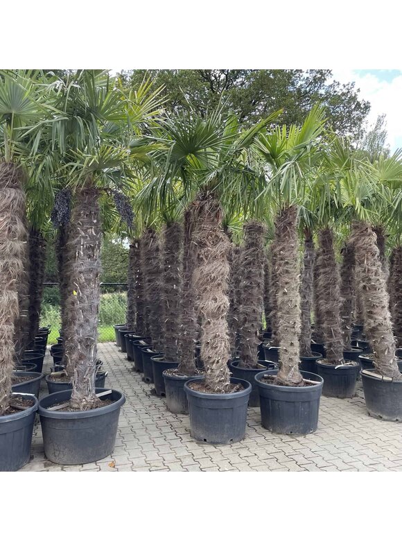 Hanfpalme 180 cm | Trachycarpus fortunei Hanfpalme 180 cm | Trachycarpus fortunei