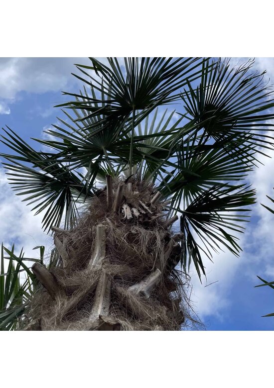 Hanfpalme 200 cm | Trachycarpus fortunei Hanfpalme 200 cm | Trachycarpus fortunei
