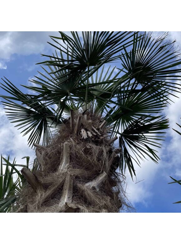 Hanfpalme 200 cm | Trachycarpus fortunei Hanfpalme 200 cm | Trachycarpus fortunei