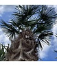 Hanfpalme 200 cm | Trachycarpus fortunei Hanfpalme 200 cm | Trachycarpus fortunei