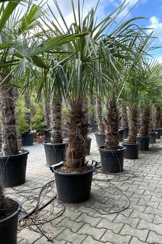 Hanfpalme 120 cm | Trachycarpus fortunei Hanfpalme 120 cm | Trachycarpus fortunei