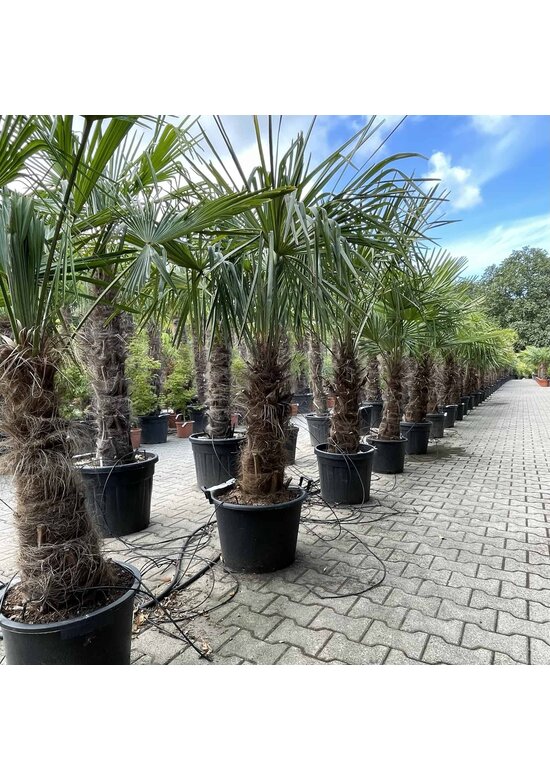 Hanfpalme 120 cm | Trachycarpus fortunei