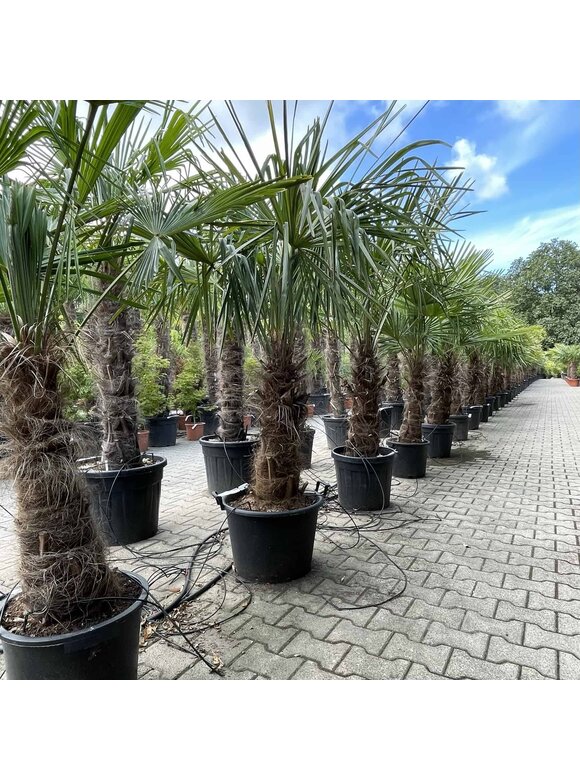 Hanfpalme 120 cm | Trachycarpus fortunei Hanfpalme 120 cm | Trachycarpus fortunei
