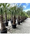 Venovi GmbH Hanfpalme 120 cm | Trachycarpus fortunei