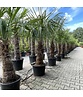 Hanfpalme 120 cm | Trachycarpus fortunei