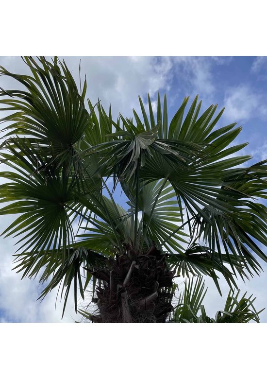 Hanfpalme 120 cm | Trachycarpus fortunei