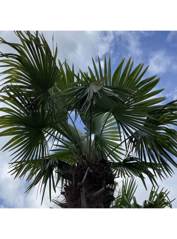 Hanfpalme 120 cm | Trachycarpus fortunei Hanfpalme 120 cm | Trachycarpus fortunei