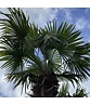 Hanfpalme 120 cm | Trachycarpus fortunei