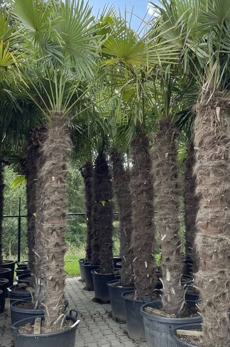 Hanfpalme 200 cm | Trachycarpus fortunei