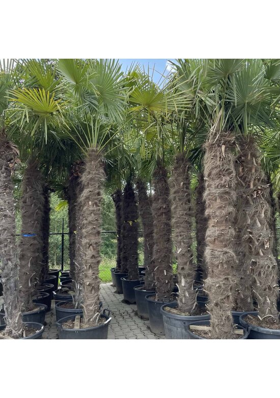Hanfpalme 200 cm | Trachycarpus fortunei Hanfpalme 200 cm | Trachycarpus fortunei