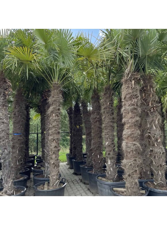 Hanfpalme 200 cm | Trachycarpus fortunei Hanfpalme 200 cm | Trachycarpus fortunei