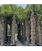 Venovi GmbH Hanfpalme 200 cm | Trachycarpus fortunei
