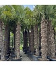 Hanfpalme 200 cm | Trachycarpus fortunei Hanfpalme 200 cm | Trachycarpus fortunei