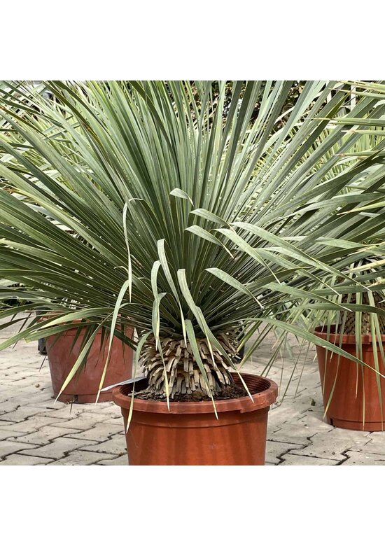 Palmlilien | Yucca Rostrata