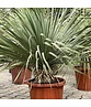 Palmlilien | Yucca Rostrata