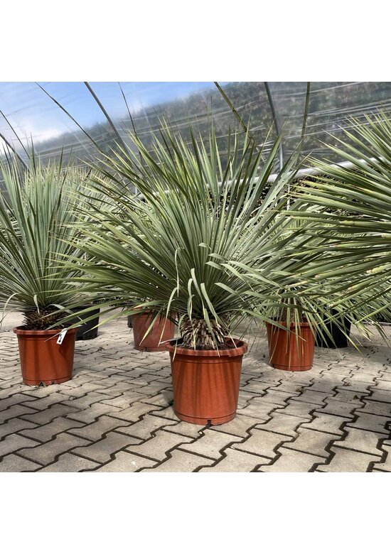 Palmlilien | Yucca Rostrata